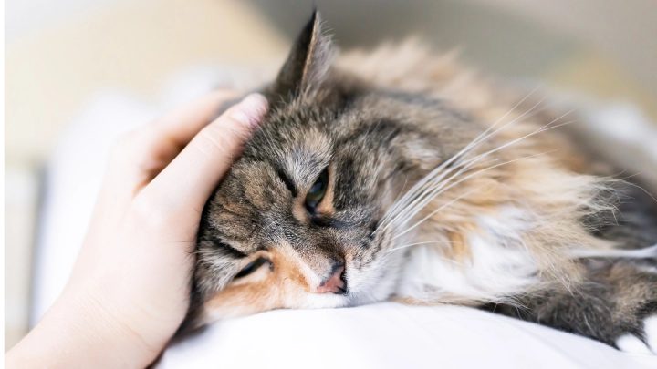 Котката не яде: възможни причини и кога е време за ветеринар