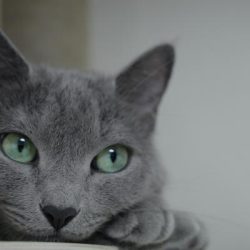 Котката: тихият владетел на дома с хилядолетна история