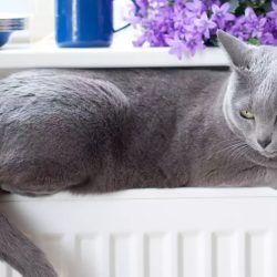 Домашна котка у дома: как да я отглеждаме правилно и спокойно
