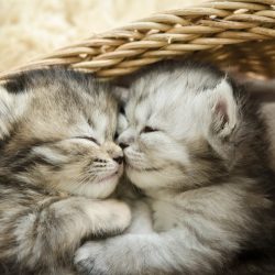Защо котката пишка извън тоалетната и как да решите проблема