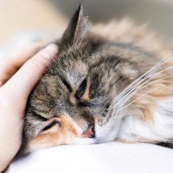 Котката не яде: възможни причини и кога е време за ветеринар