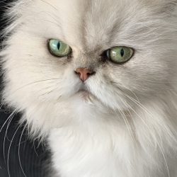 Персийска котка: козина, хранене и здраве