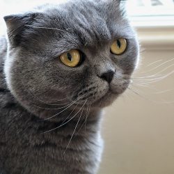 Шотландска клепоуха котка: здраве и отговорна грижа