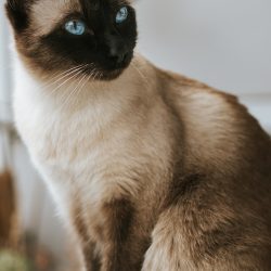 Сиамска котка: хранене, грижа и характер