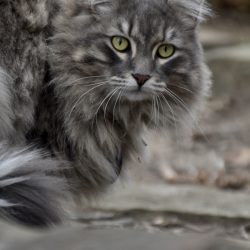 Сибирска котка: отглеждане, хранене и козина