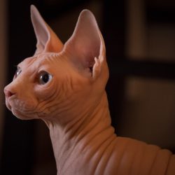 Сфинкс котка: кожа, хранене и здраве