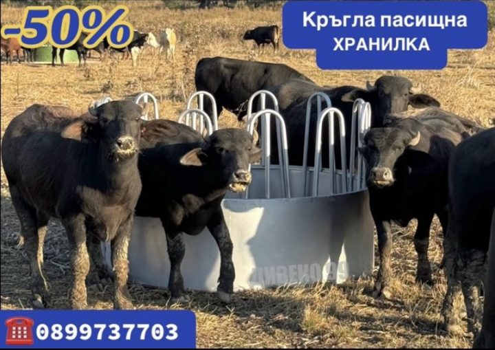 Здрав кожен нашийник с гравирано име и телефон
