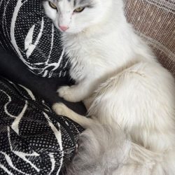 Търсим открадната ни котка Теа