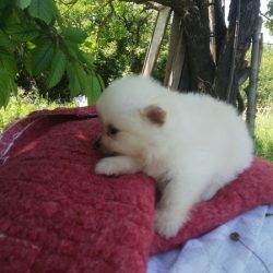 Изгубен мини померан на име Чико