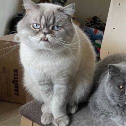 Изгубен котарак край Руски паметник, София