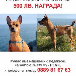 Изгубен мини пинчер Ремо в Балчик