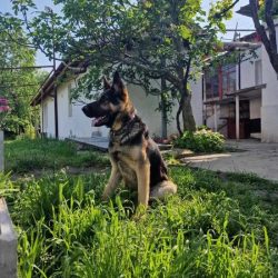 Търси се открадната немска овчарка
