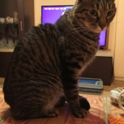 Загубен мъжки котарак в Капана, Пловдив