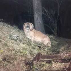 Изгубен пекинез над автогарата в Перник