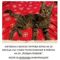 Изгубена тигрова котка във Варна