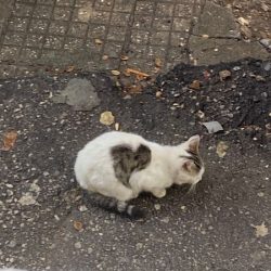 Търси се изгубена котка в Сердика