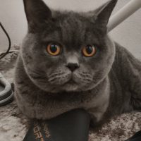 Мая Минчева